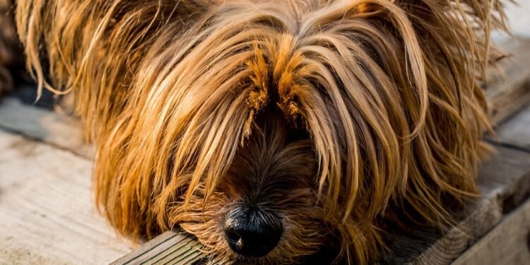 Perfect Pups: Small Hypoallergenic Dogs that are Kid-Friendly!