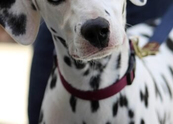 Unleash the Healing Power: Therapy Dog Training Just Around the Corner