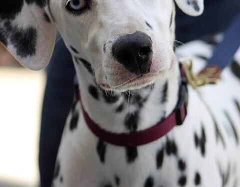 Unleash the Healing Power: Therapy Dog Training Just Around the Corner