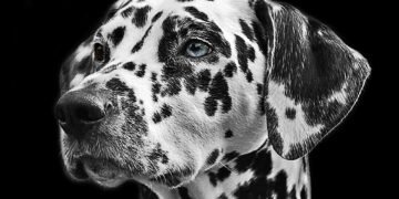 The Ultimate Guide to Happy Tails: Essential Tips for New Dog Owners