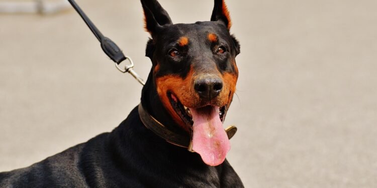 Master Control: The Ultimate Slip Lead Leash for Perfect Pet Training