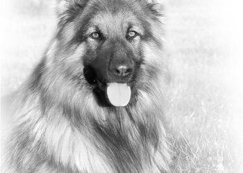 Playtime Unleashed: The Ultimate Guide to Outdoor Dog Toys