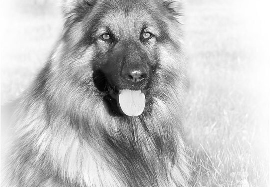 Playtime Unleashed: The Ultimate Guide to Outdoor Dog Toys