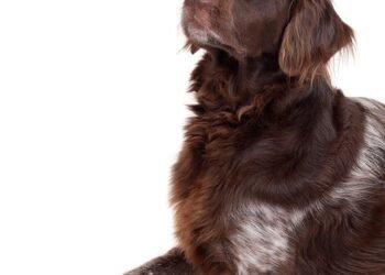 Silent and Allergy-Free: The Top Small Hypoallergenic Dogs for Quiet Living