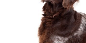 Silent and Allergy-Free: The Top Small Hypoallergenic Dogs for Quiet Living