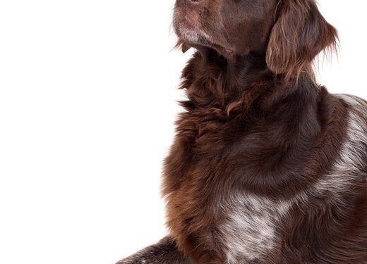 Silent and Allergy-Free: The Top Small Hypoallergenic Dogs for Quiet Living