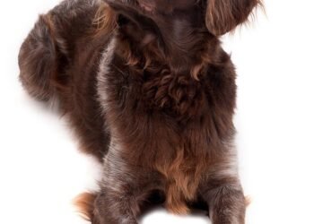 The Perfect Pint-Sized Pooch: Discovering the Joys of Small Hypoallergenic Dogs