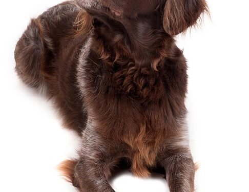 The Perfect Pint-Sized Pooch: Discovering the Joys of Small Hypoallergenic Dogs