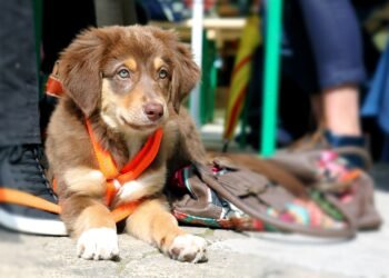 Mastering Leash Training: Unleashing Your Dog’s Potential