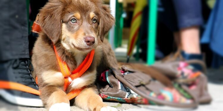 Mastering Leash Training: Unleashing Your Dog’s Potential