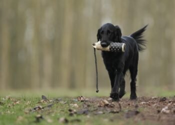 Pawsitive Results: Discover the Best Dog Training Classes Near You