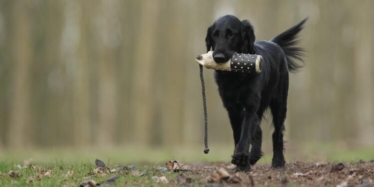 Pawsitive Results: Discover the Best Dog Training Classes Near You