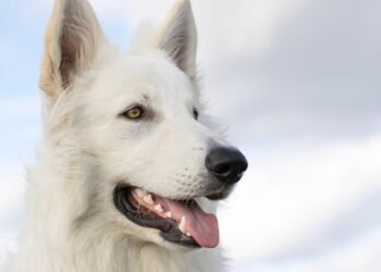 Top 10 Medium-Sized Breeds: The Best Apartment Dogs for Your Lifestyle