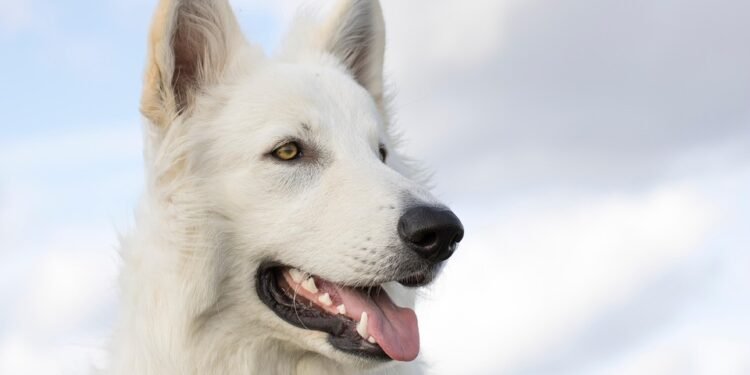 Top 10 Medium-Sized Breeds: The Best Apartment Dogs for Your Lifestyle