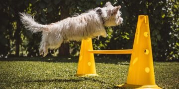 Mastering Canine Aggression: Top Training Programs Near Me