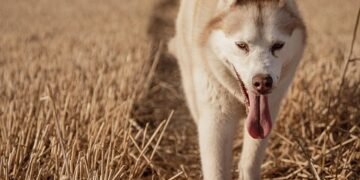 Unleashing the Truth: Essential Dog Tips and Fascinating Facts Every Owner Needs to Know