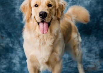 The Top 10 Best Apartment Dogs: Perfect Pups for Small Spaces