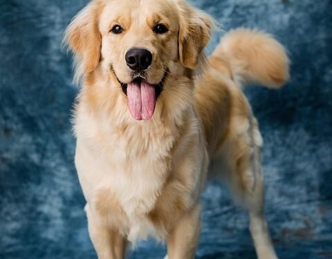 The Top 10 Best Apartment Dogs: Perfect Pups for Small Spaces