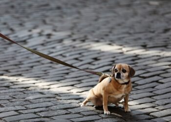 Unleash the Fun: Finding the Perfect Dog Leash for Every Adventure