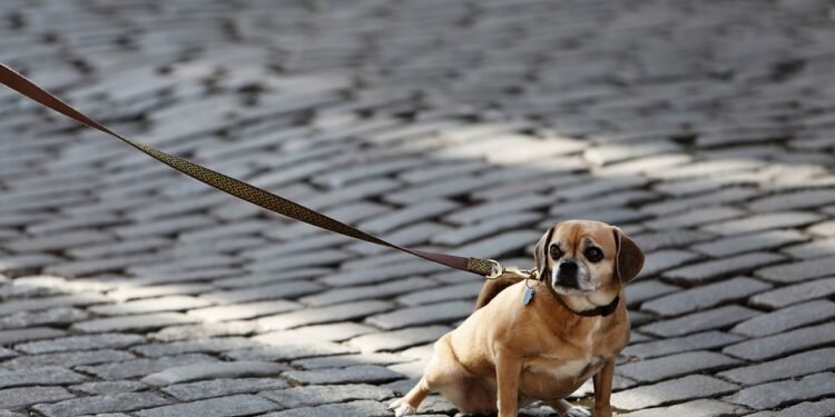 Unleash the Fun: Finding the Perfect Dog Leash for Every Adventure