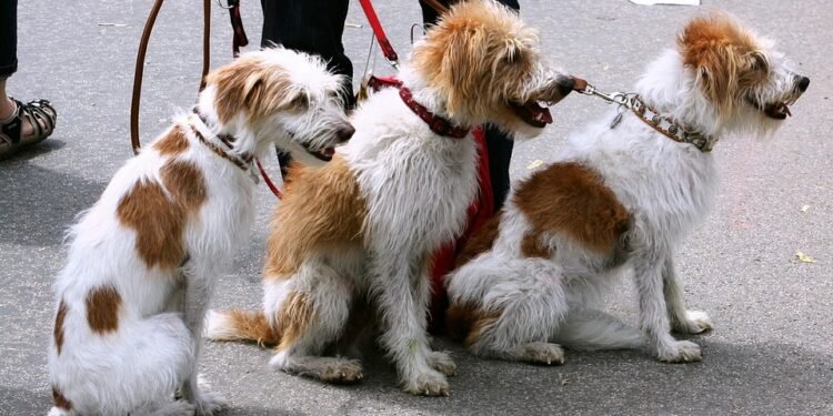 Mastering the Art of Hands-Free Dog Walking: The Ultimate Guide to Freedom on the Leash