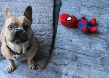 Paws and Puzzles: Engaging Your Dog’s Mind with Interactive Challenges