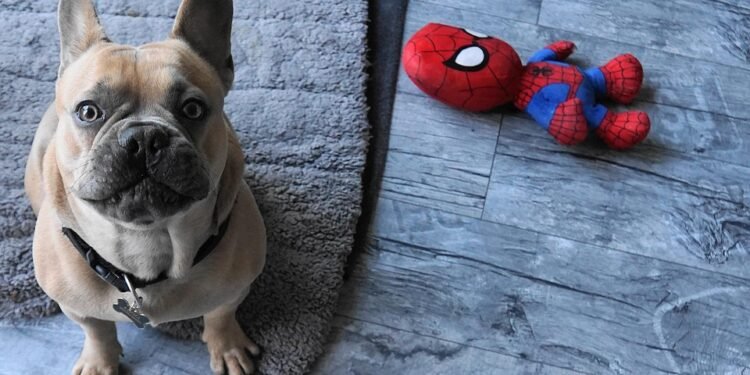 Paws and Puzzles: Engaging Your Dog’s Mind with Interactive Challenges