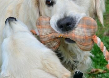 Pawsitively Fetching: The Ultimate Guide to Ball Play for Your Pup