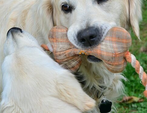 Pawsitively Fetching: The Ultimate Guide to Ball Play for Your Pup