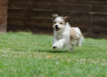Peaceful Pups: Discovering the Serene Side of Small Hypoallergenic Dogs