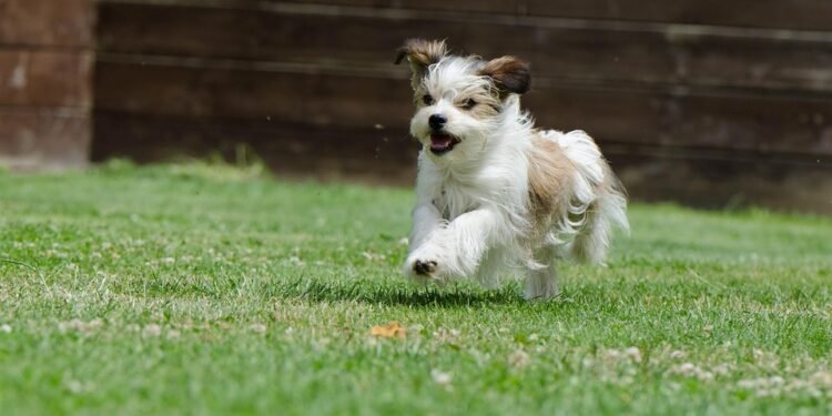 Peaceful Pups: Discovering the Serene Side of Small Hypoallergenic Dogs