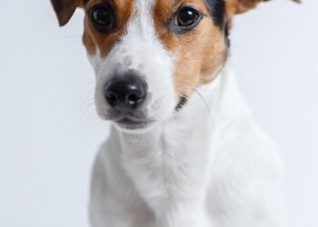 Top 10 Best Apartment Dogs: Shed-Free & Perfect for Small Spaces