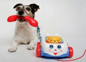 The Ultimate Bond: Playing Ball with Man’s Best Friend