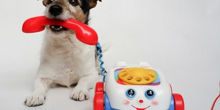 The Ultimate Bond: Playing Ball with Man’s Best Friend