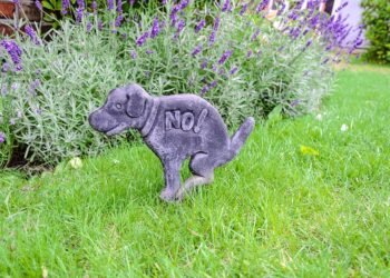 Unleash Your Dog’s Potential: The Benefits of Private Training