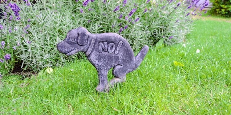 Unleash Your Dog’s Potential: The Benefits of Private Training