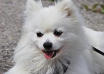 Unleash Your Dog’s Potential: The Power of Leash Training