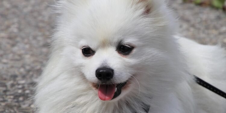 Unleash Your Dog’s Potential: The Power of Leash Training