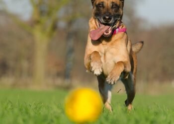 Pawsitively Packed: The Ultimate Guide to Organizing and Moving Your Dog’s Toys