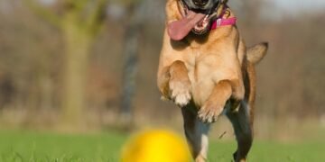 Pawsitively Packed: The Ultimate Guide to Organizing and Moving Your Dog’s Toys