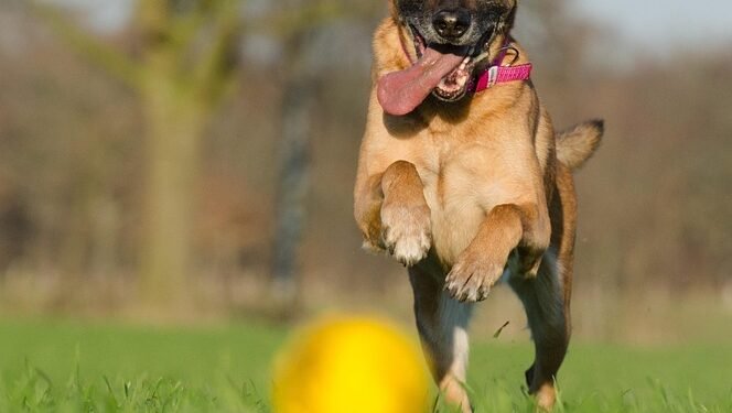 Pawsitively Packed: The Ultimate Guide to Organizing and Moving Your Dog’s Toys