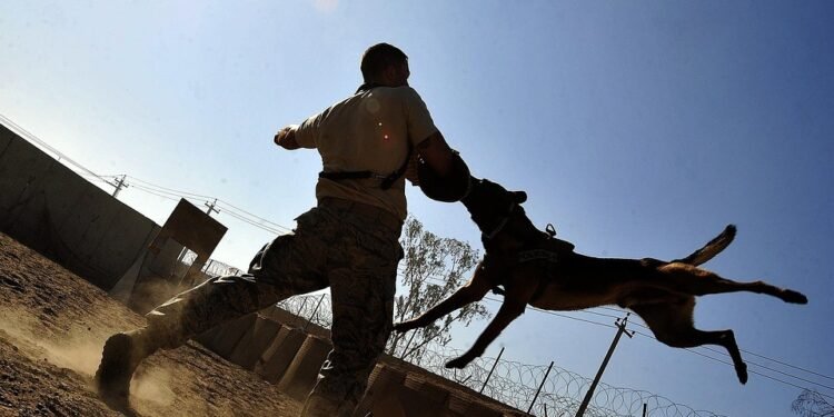 Mastering Obedience: Unleashing the Potential of Your Pup at Local Dog Training Schools