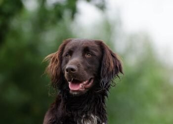 The Irresistible Charm of Miniature Pooches: Exploring Small Dog Breeds