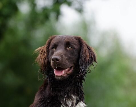 The Irresistible Charm of Miniature Pooches: Exploring Small Dog Breeds