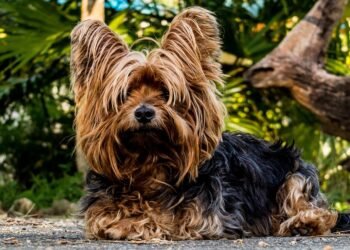 Tiny Titans: The Best Small Hypoallergenic Dogs for Easy Training