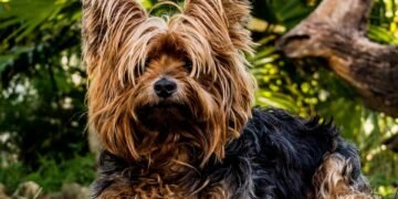 Tiny Titans: The Best Small Hypoallergenic Dogs for Easy Training