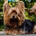 Tiny Titans: The Best Small Hypoallergenic Dogs for Easy Training