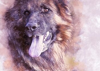 The Ultimate Interactive Dog Toy: Ball In a Ball for Hours of Fun and Entertainment!