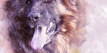 The Ultimate Interactive Dog Toy: Ball In a Ball for Hours of Fun and Entertainment!