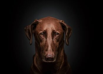 The Top Medium-Sized Breeds for Apartment Living: Finding the Perfect Pup for Your Space